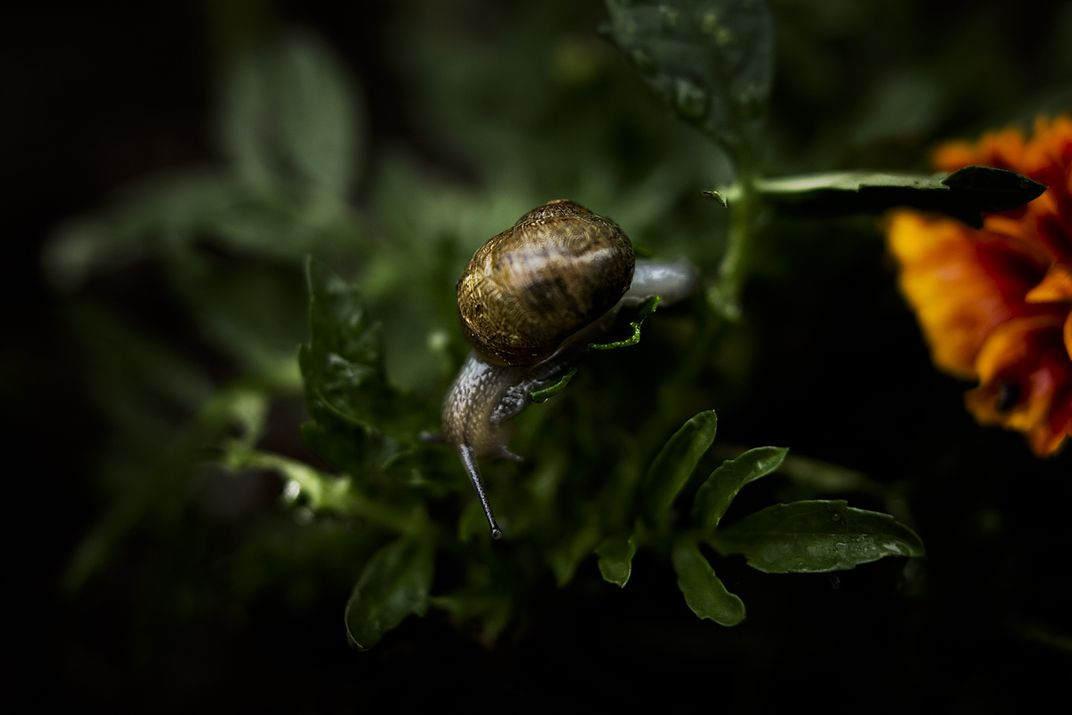 Snail in a flower pot outside an office building in Beverly Hills, CA