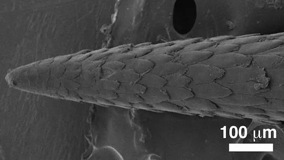 A microscopic image of a porcupine quill’s barbs