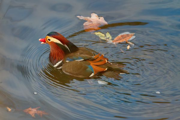 Mandarin Duck thumbnail