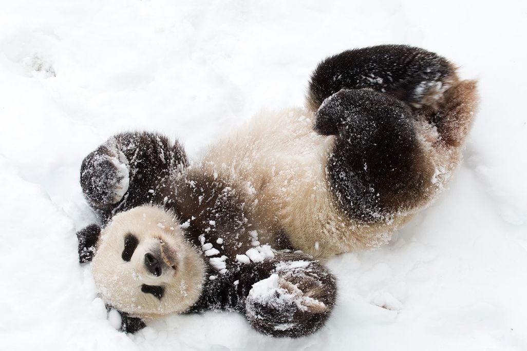 Tian Tian playing in the snow