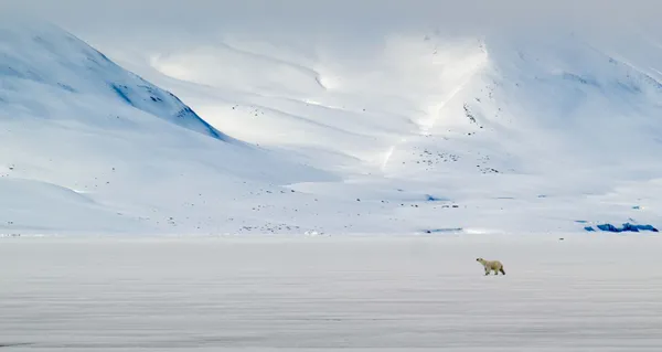 Solitude in Svalbard thumbnail