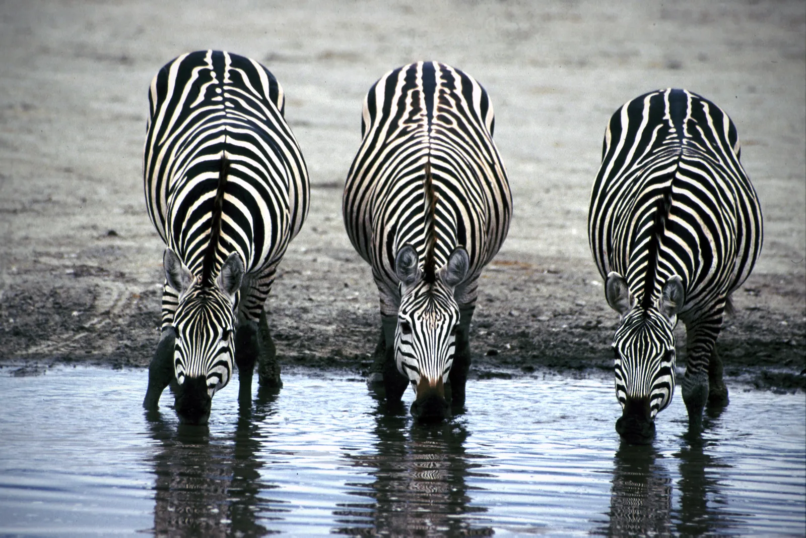 Why zebras have black and white stripes