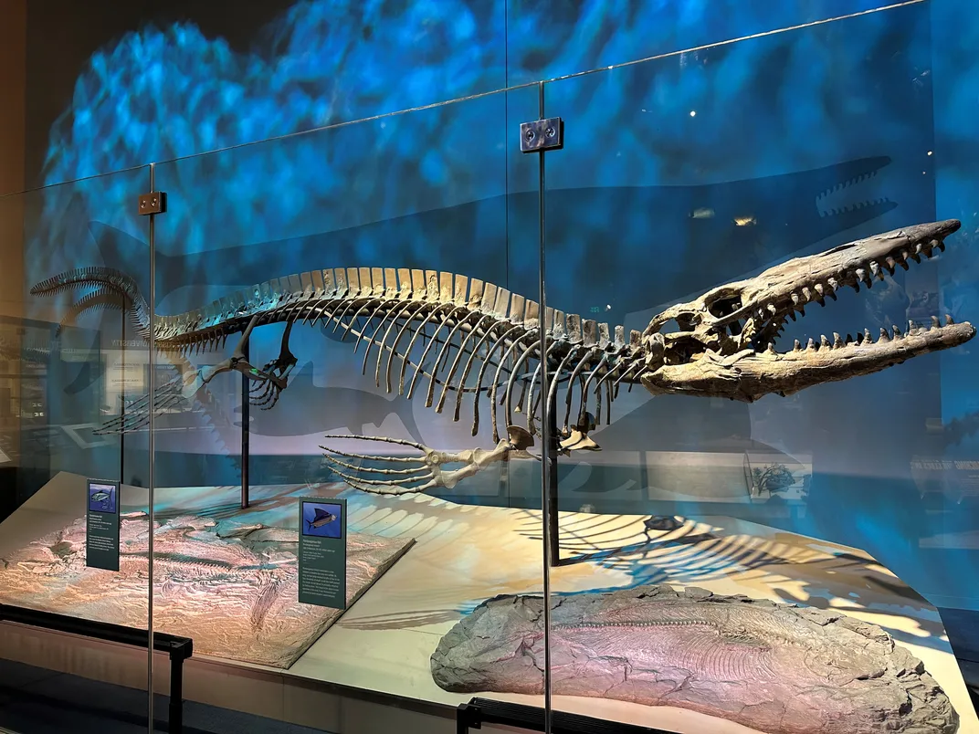 a long fossil animal on display with a long snout