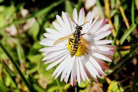 Even outside of Hollywood, wasps are fierce contenders in their own right.