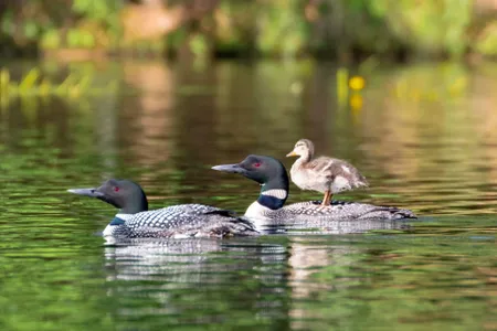It may seem like an ugly duckling story, but it's so cute!