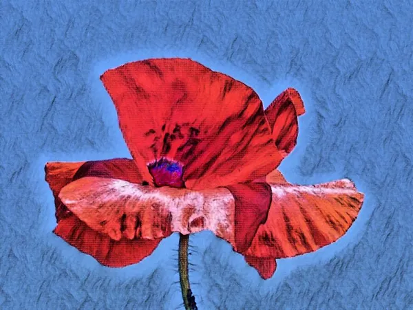 Red Poppy thumbnail