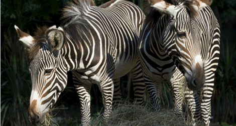 Come to the National Zoo this Saturday for Grevy’s Zebra Day, an interactive, family event.