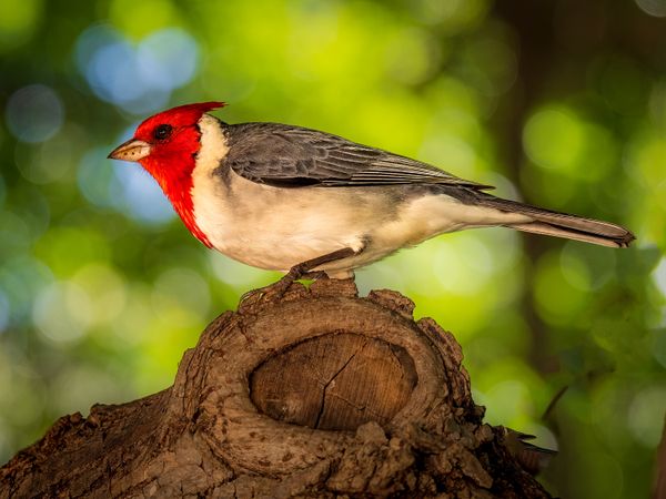 Red-Crested Cardinal thumbnail