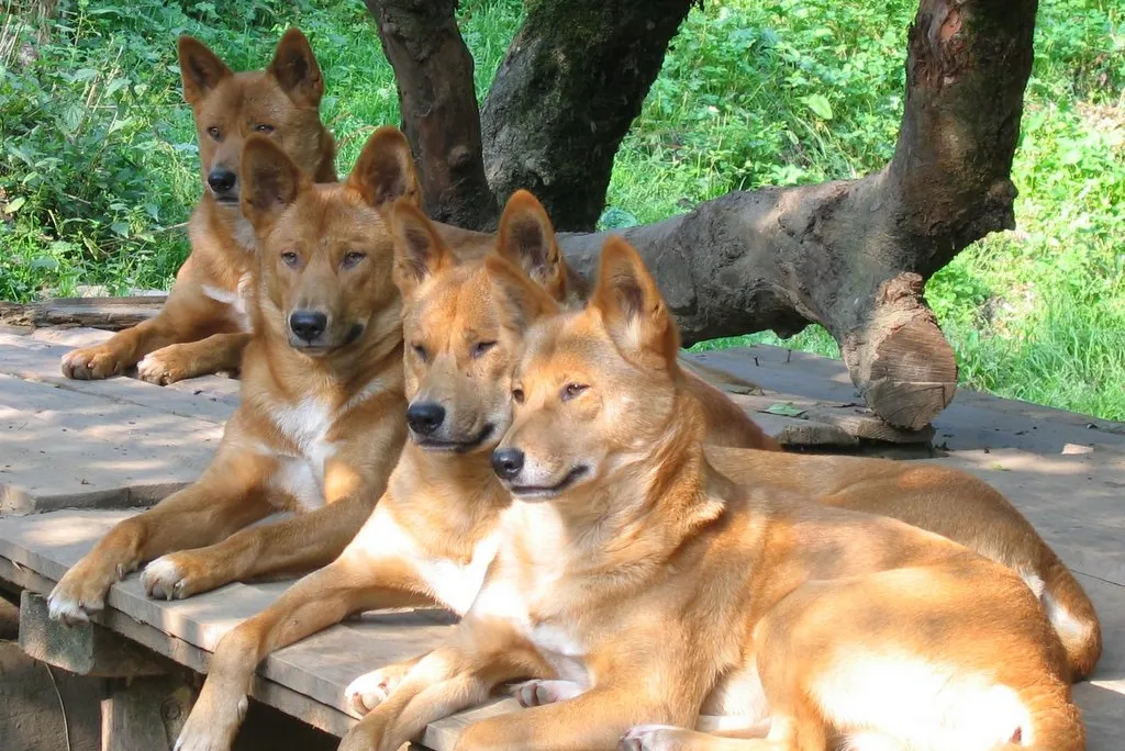 dingoes