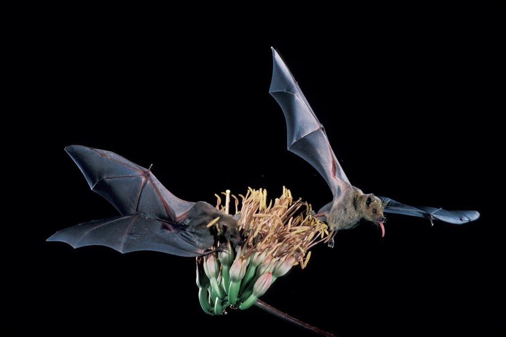 bat species recovery