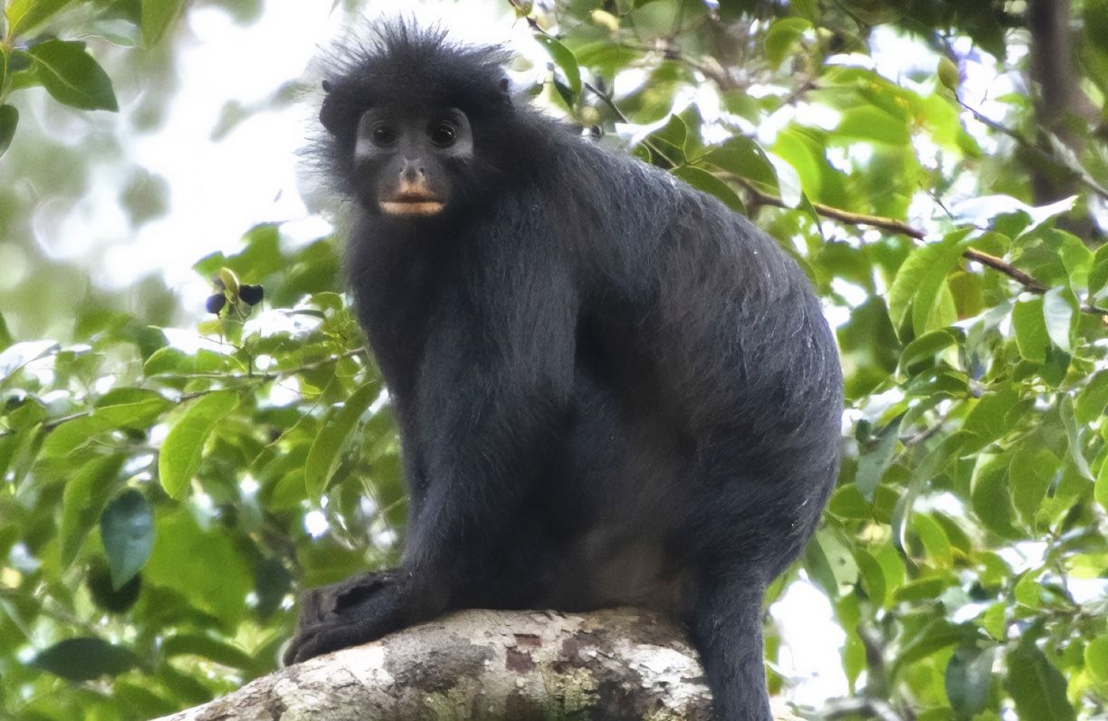 Meet the Orange-Lipped 'Likweli' Monkey, a New Species That Was Discovered in the Congo Rainforest