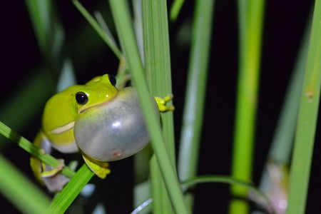 A male green tree frog calls out to females.