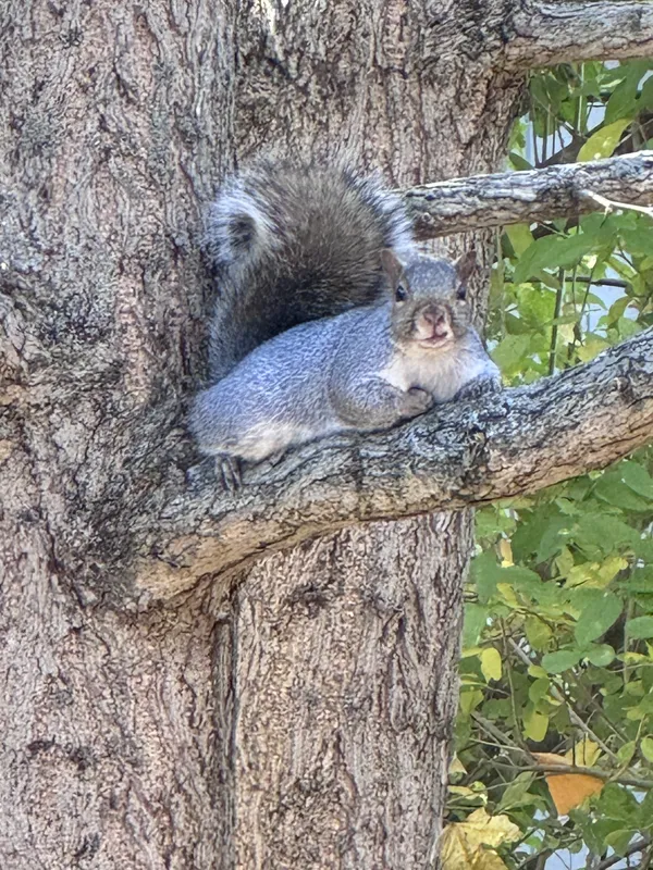 Squirrel watching me working in the garden thumbnail