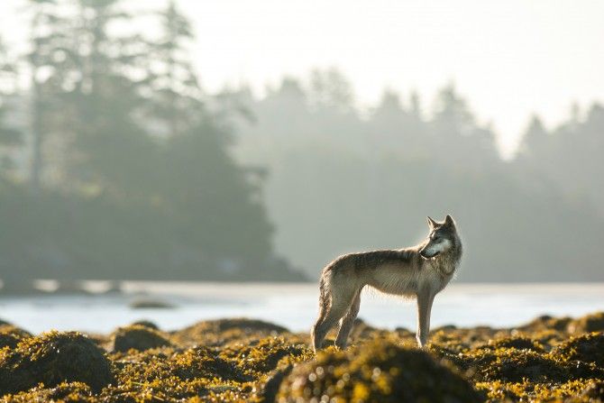 Wolves are an important part of First Nations’ traditions and stories on the coast.