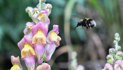 Colorful Snapdragons in the Valleys of the Pyrenees Offer a Rare Window Into How Evolution Happens