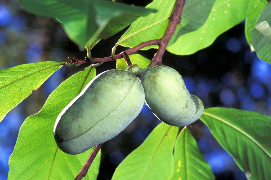 Pawpaw