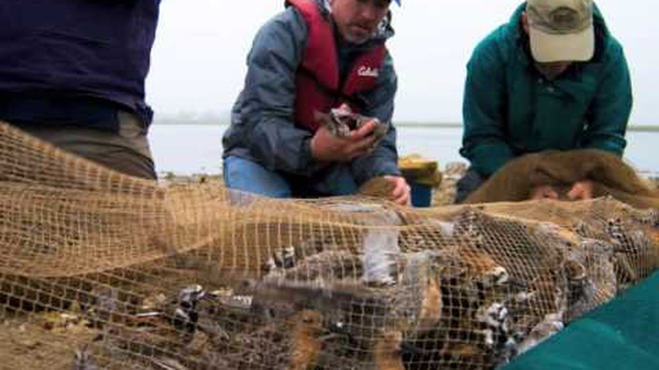 Preview thumbnail for The Shorebirds of Delaware Bay