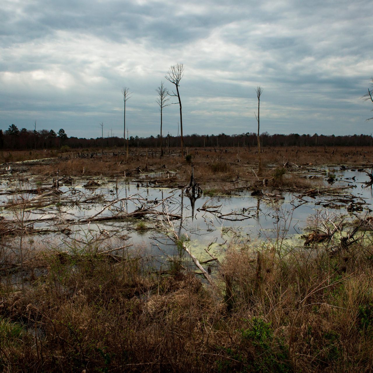 Deep in the Swamps, Archaeologists Are Finding How Fugitive Slaves Kept  Their Freedom