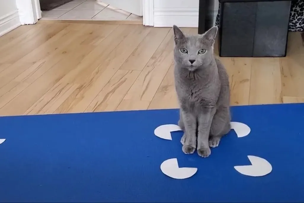 A gray cat sits in a Kanisza square, which is made of four Pac-Man-like circles with a right angle cut out of them positioned to look like the four corners of a square.