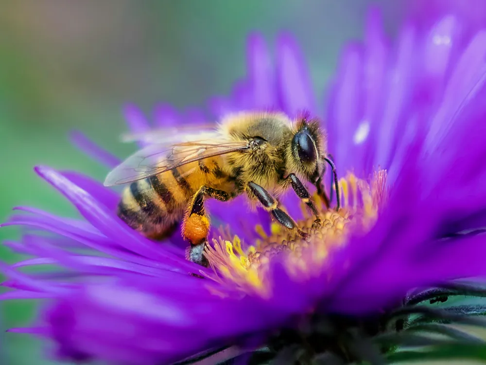 A bee collecting pollen from the center of a purple flower