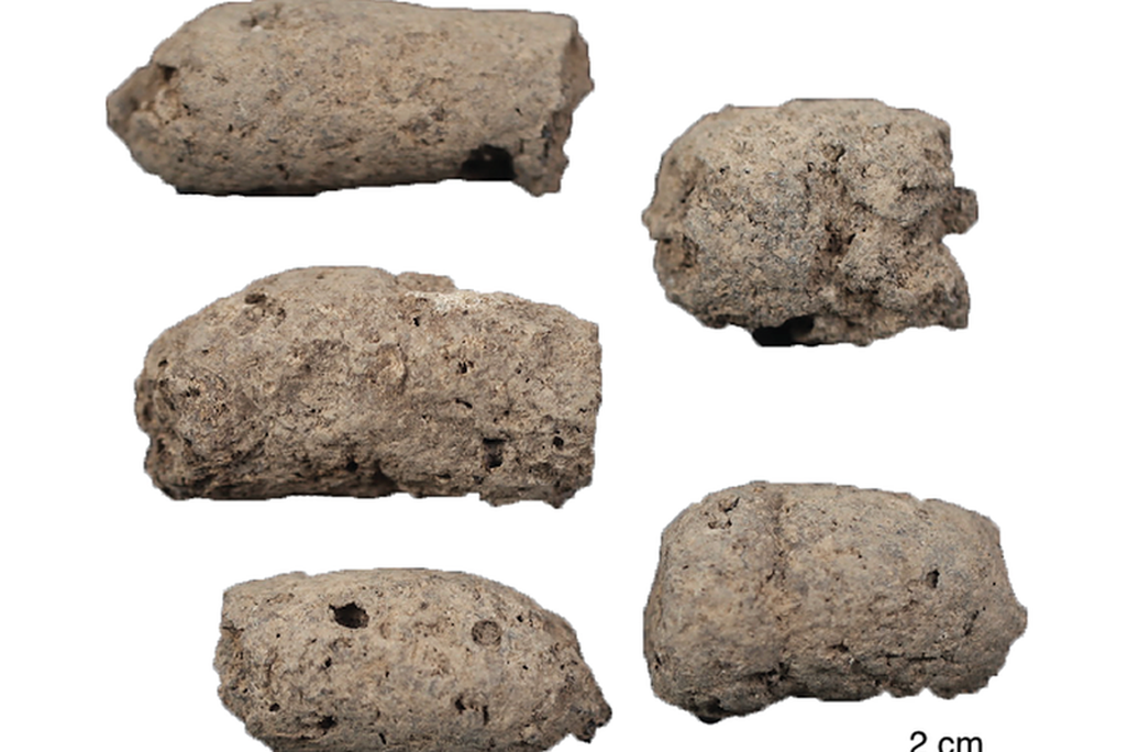 Ancient dog feces
