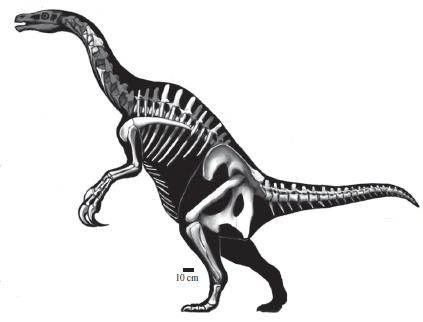 20110520083138nothronychus-dinosaur-therizinosaur.jpg