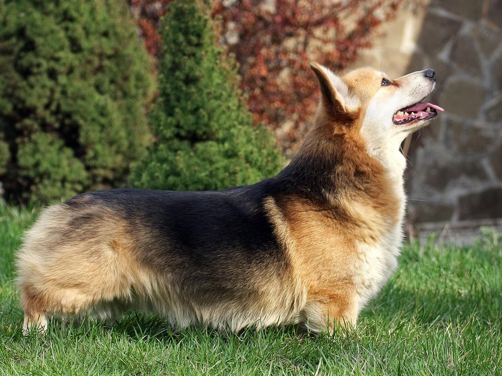 A Pembroke Welsh Corgi