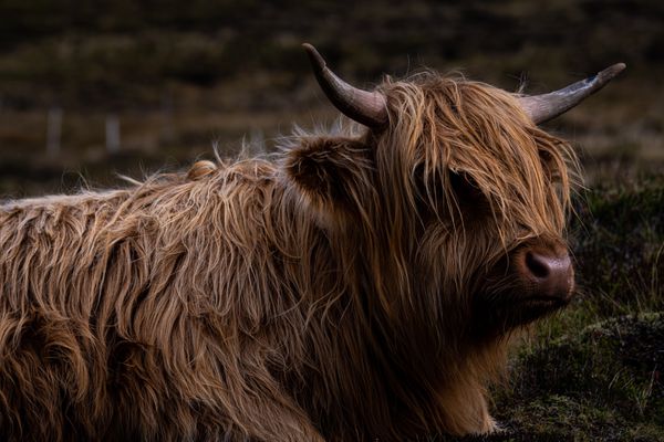 Faroese Cow thumbnail