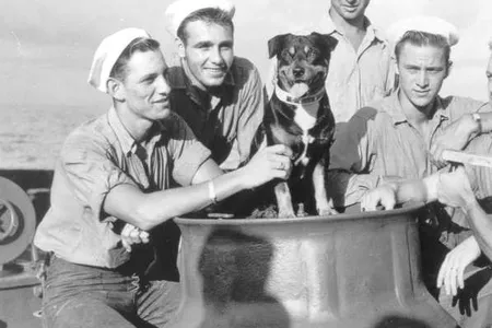 Sinbad the Coast Guard dog surrounded by sailors.