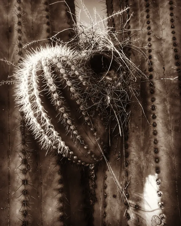 Saguaro Nest thumbnail
