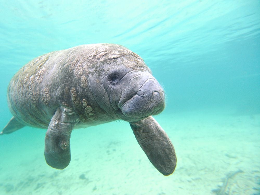 A large grey manatee submerged in blue water