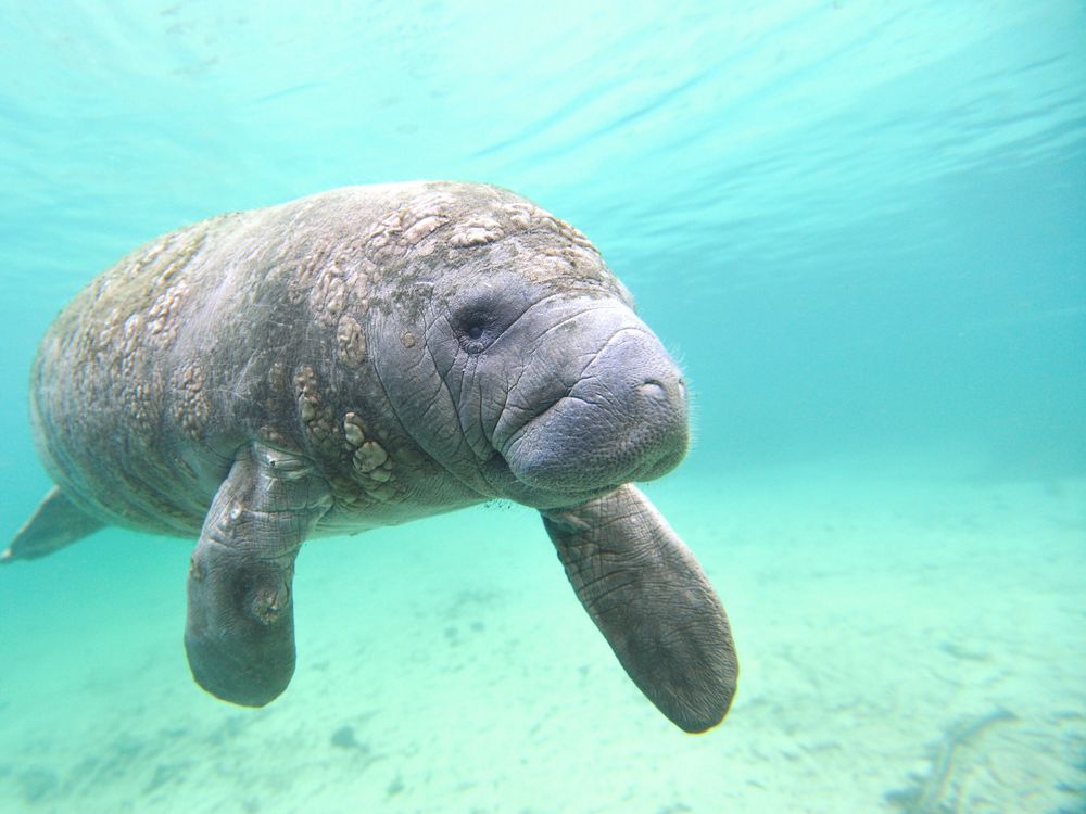 Where to See Manatees in Florida - Travel For Wildlife