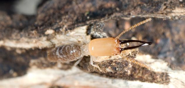 Panamanian termites