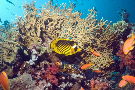 A raccoon butterflyfish on a coral reef in Egypt's Red Sea. The vast majority of aquarium fish come from countries with known cyanide fishing problems.