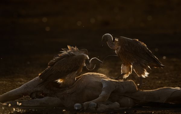 Vultures on carcass BL thumbnail