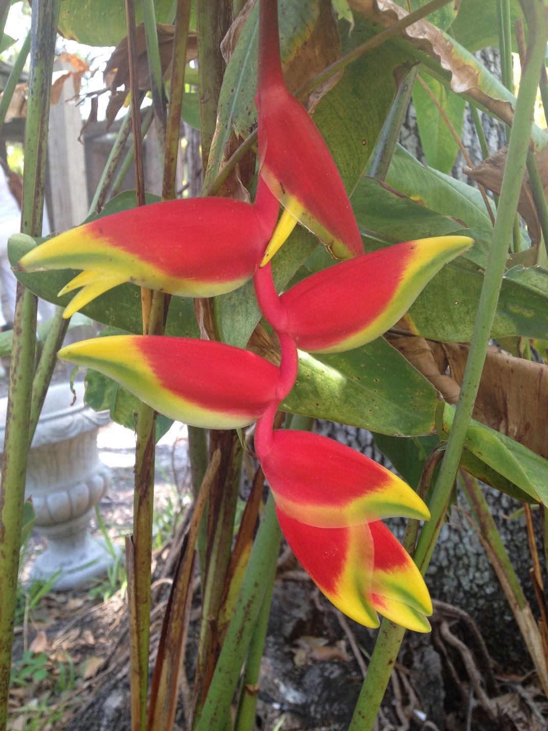 plant Helconia Lobster Claw blooming Smithsonian Photo Contest