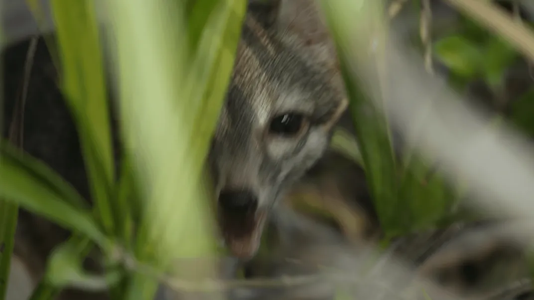 A blurry photo of a small canine creature peering out from behind some green foliage
