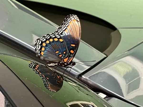 Red Spotted Purple thumbnail