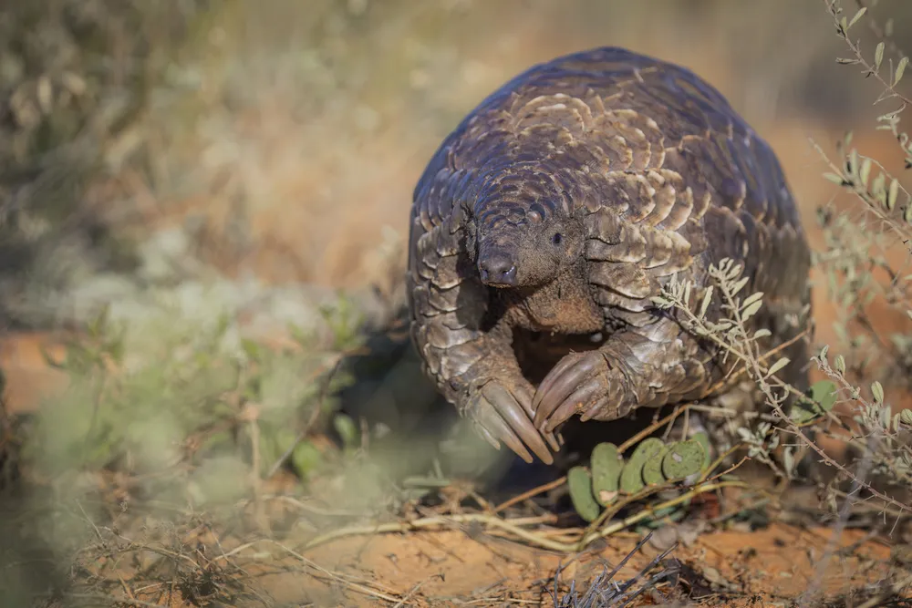 This Temminck’s ground pangolin was rescued from the illegal wildlife trade by the Kalahari Wildlife Project. She is shown on the day her trackers were fitted before release. Pangolins are heavily trafficked, and each rescue and release is a major conservation victory.