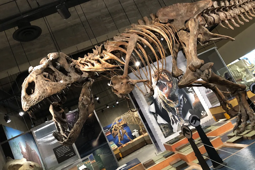 a T. rex dinosaur skeleton in a museum