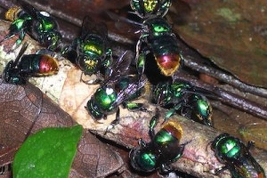 20110520102350Bees_1-300x253.jpg