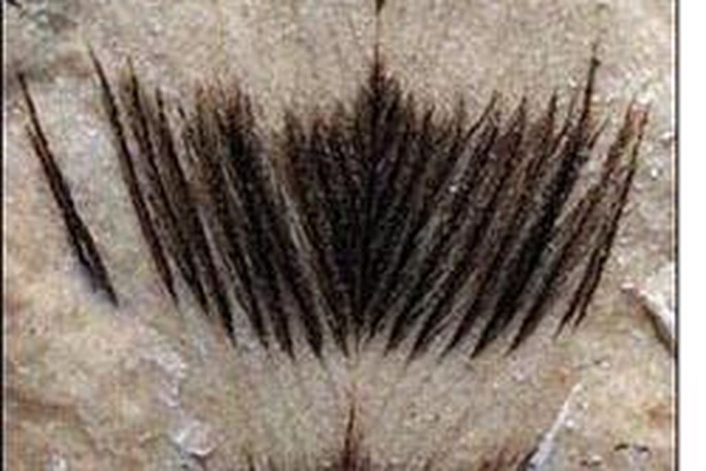 feather_veryold.jpg