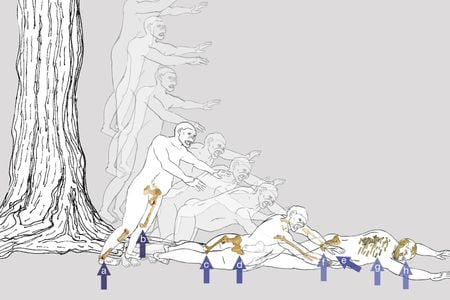Reconstruction of Lucy’s vertical deceleration event, by the authors of the new study.
