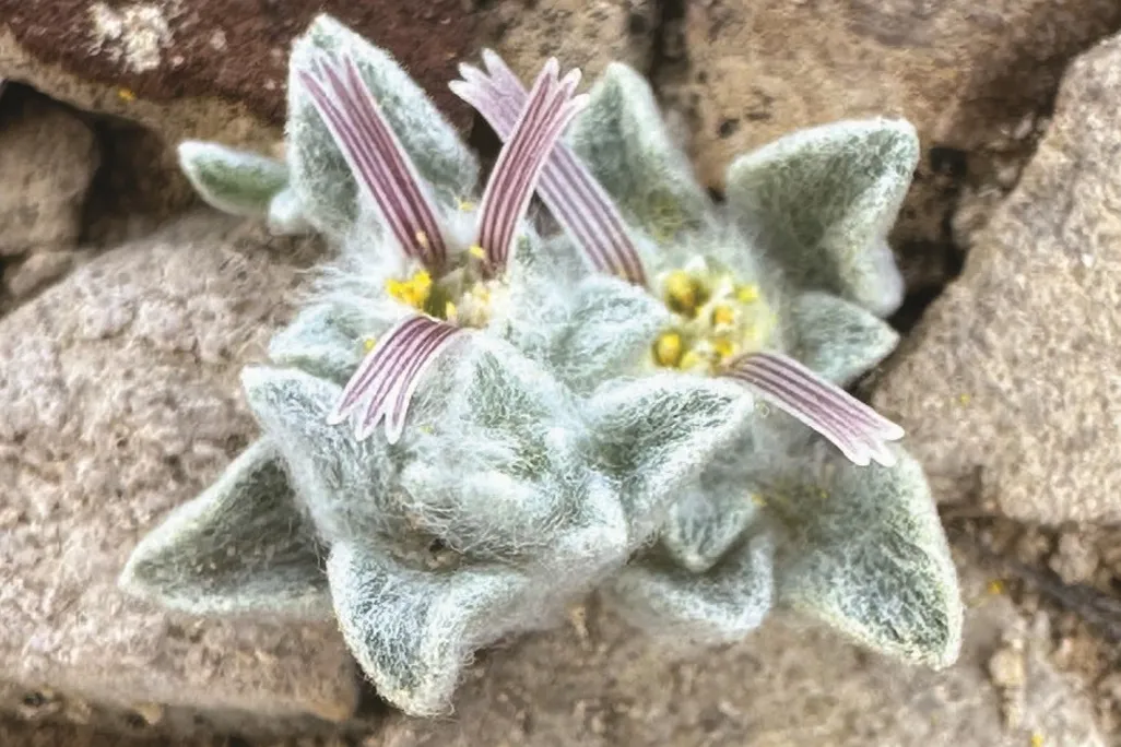 Fuzzy plants poking out of rocks