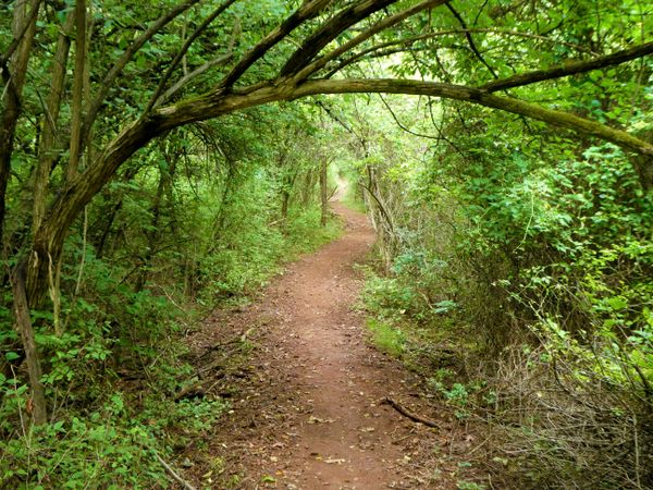 Cycling on the Trails in the Forest thumbnail