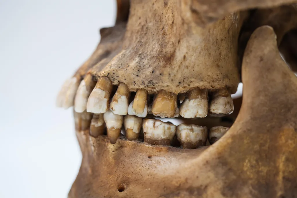 teeth