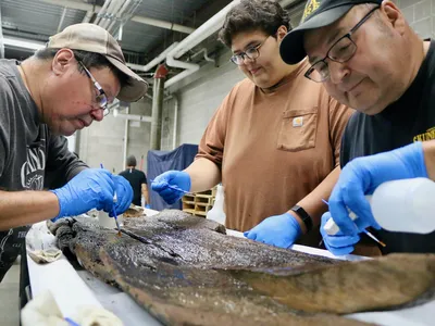 Members of Ho-Chunk Nation and the Bad River Band of the Lake Superior Chippewa help clean the 3,000-year-old canoe found in Lake Mendota.