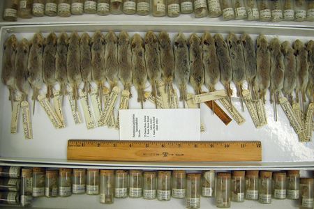 Museum collections can help public health officials identify new diseases, learn their origins, and determine how to best stop them.