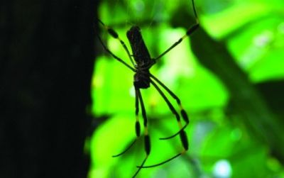 Nephila clavipes, a tropical spider, is big enough that it can keep all its brains in its body rather than in its legs