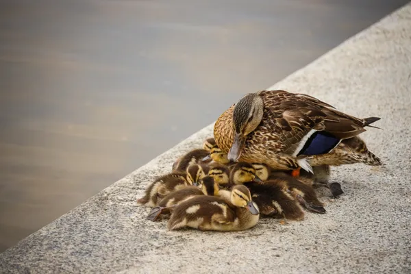 Bondage of mother and children thumbnail